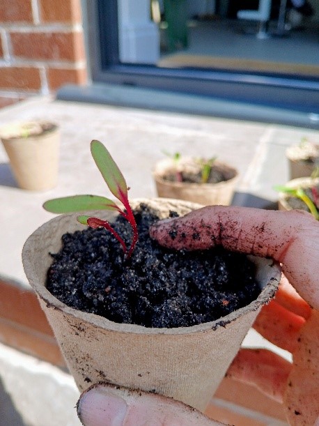 Rainbow chard growing in a garden representing grounding and reconnecting with the present moment